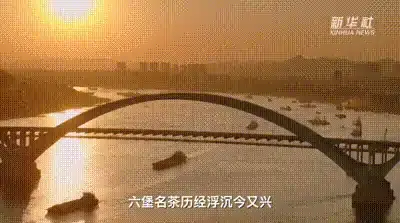 茶是故乡浓！在广西听六堡茶的故事