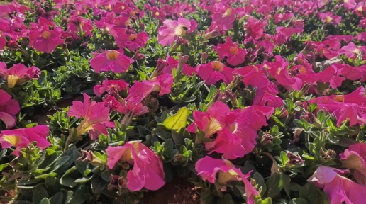 多色彩、多层次！北海时花更新换种迎春节（图）