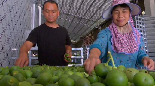 小柚果“变废为宝”开挂逆袭，沙田柚产业创新加工模式年吸金超6000万