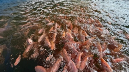 视频 | 鱼虾住进“智慧豪宅”是什么体验？快来看看