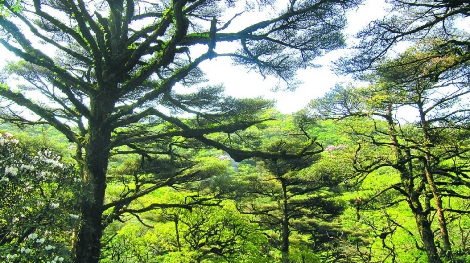 生灵安栖 人与自然和谐共生——广西“十四五”野生动植物保护纪实