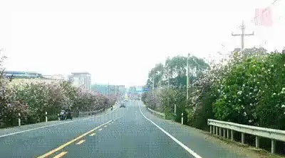 视频｜南宁市江南区这条公路 迎来最美盛花期