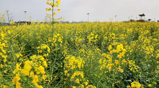 金色花海迎客来！桂平石龙新村油菜花与“县超”同频出圈