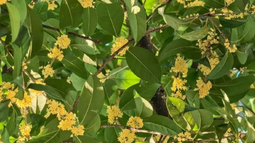 桂林满城桂花开!哪里开得最密?赏花指南快收藏→